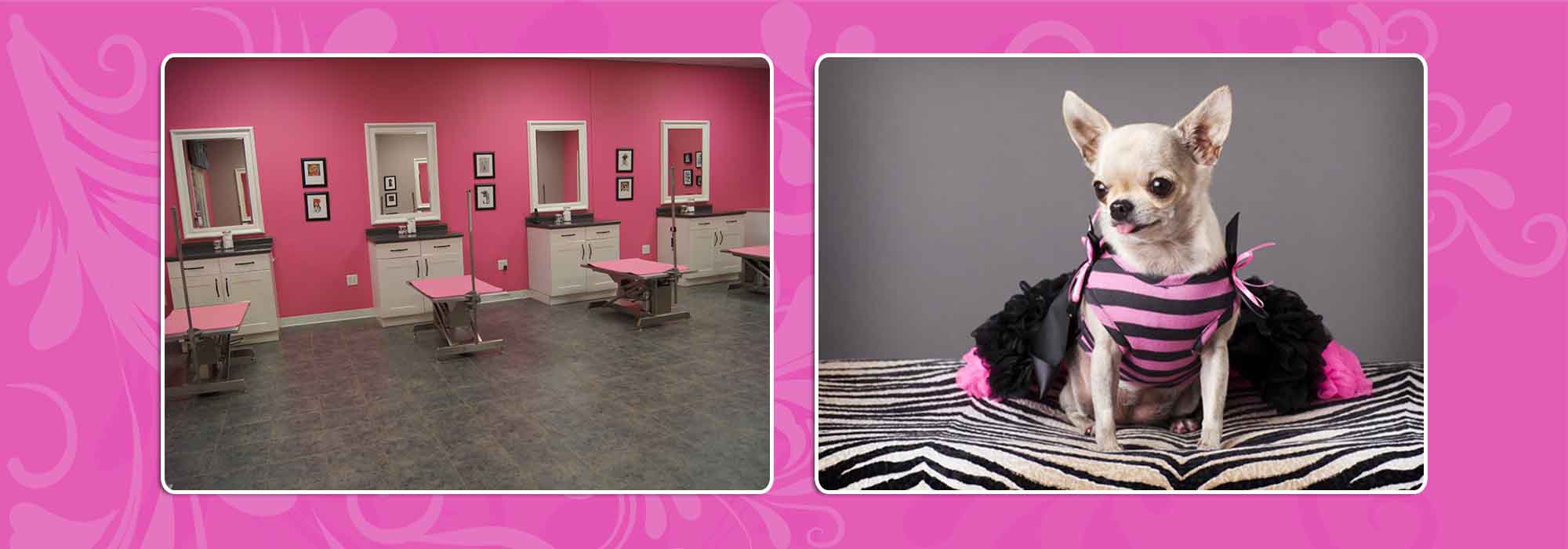 doggie dogs pet salon